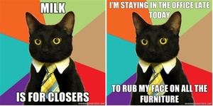 Business Cat: A Meme Is Born | Broadsheet.ie