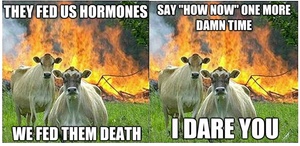 Image result for cows meme fire