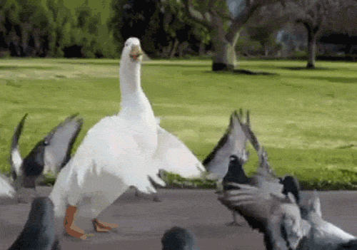 funny gifs with sound