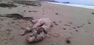 this-mysterious-creature-washed-up-on-a-beach-in-west-wales-image-1-571456729