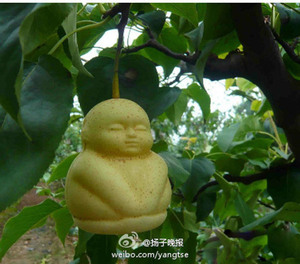 happy-baby-pears-growing