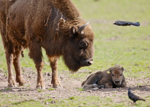 Fota baby bison.