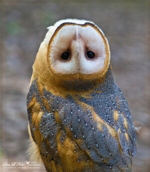 Owl-turns-its-head-upside-down-e1367421485715-634x725