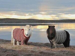 shetland-pony-sweater-scotland