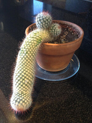 Oddly-shaped-cactus