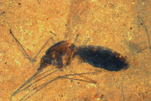 46millionyearold-mosquito-fossil-discovered