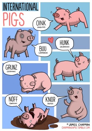 Animal-Sounds-in-Different-Languages-Pig-685x968