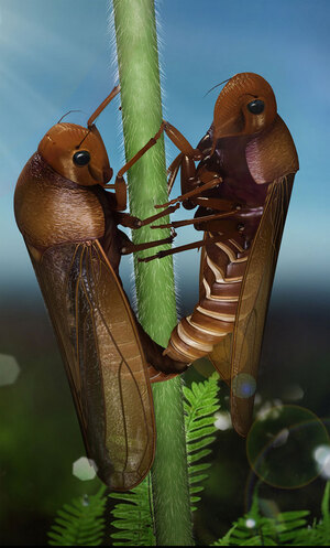 Two-bugs-that-have-been-having-sex-for-165-million-years-1