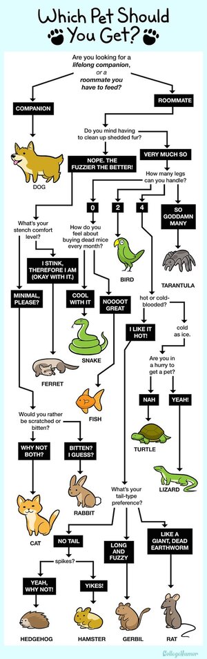 Which-Pet-Should-You-Get
