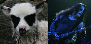 blackmetal-sheep