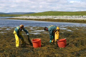 Harvesting-Seaweed_5507