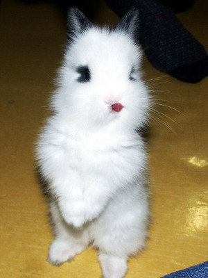 cute-bunnies-tongues-13