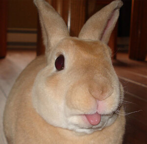 cute-bunnies-tongues-15b