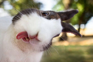 cute-bunnies-tongues-3