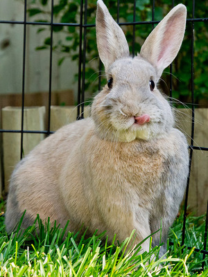 cute-bunnies-tongues-5