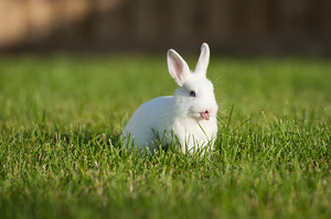 cute-bunnies-tongues-7