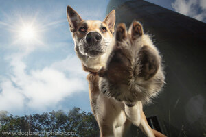 dogs-dog-breath-photography-kaylee-greer-17