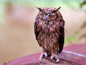 owl12