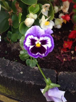 angry flower