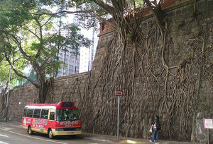 tree-roots-concrete-pavement-20