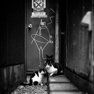 cat-black-and-white-photography-141