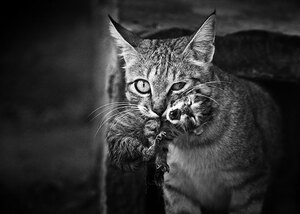 cat-looking-at-you-black-and-white-photography-103