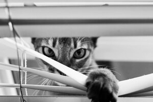 cat-looking-at-you-black-and-white-photography-2