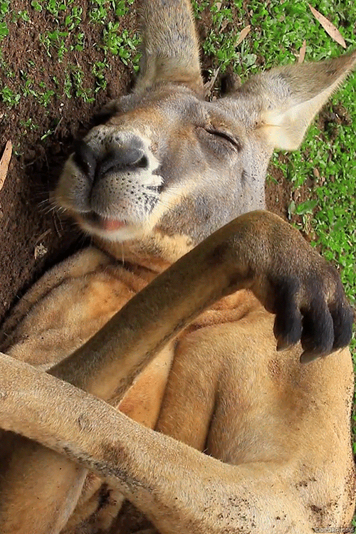 Gif-Sleep-eating-Kangaroo