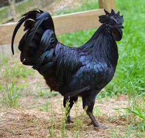 Rare-All-Black-Chickens