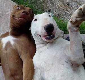 animals-taking-selfies16