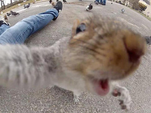 animals-taking-selfies8