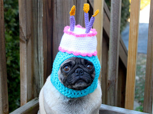 silly-hat-pug17