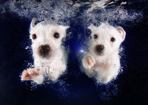 underwater-puppy-photography-seth-casteel-2