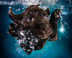 underwater-puppy-photography-seth-casteel-5