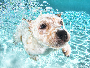 underwater-puppy-photography-seth-casteel-9