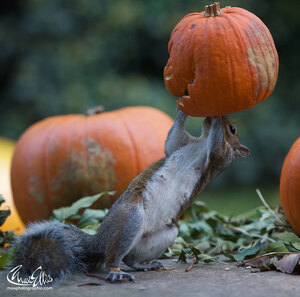 squirrel-steals-carved-pumpkin-max-ellis-5