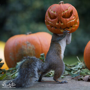 squirrel-steals-carved-pumpkin-max-ellis-6