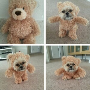 Shih-Tzu-Dressed-As-Teddy-Bear