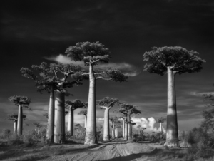 Avenue-of-the-Baobabs