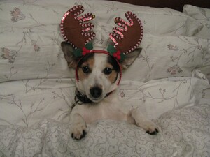 Stella at Christmas-1