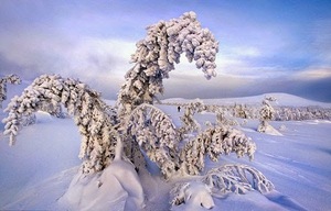Frozen-Trees-Photography-10