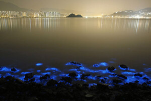 bioluminescence-hong-kong-noctiluca-scintillans-sea-sparkle-2