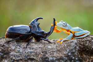 frog-riding-beetle-hendy-mp-1