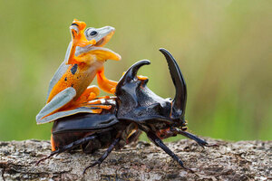 frog-riding-beetle-hendy-mp-2