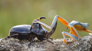 frog-riding-beetle-hendy-mp-5