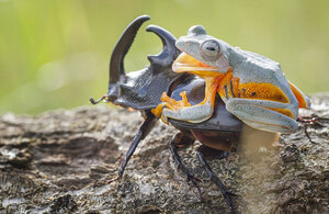 frog-riding-beetle-hendy-mp-9