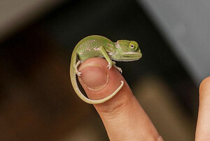 cute-baby-chameleons-hatch-taronga-zoo-sydney-14