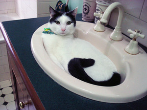 water-cat14