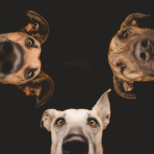 expressive-dog-portraits-elke-vogelsang-7