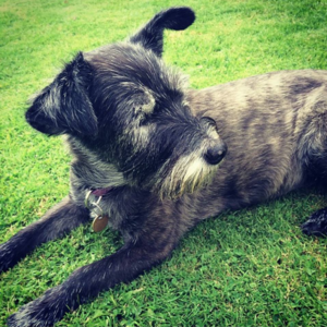 Screen Shot 2016-02-22 at 15.33.07